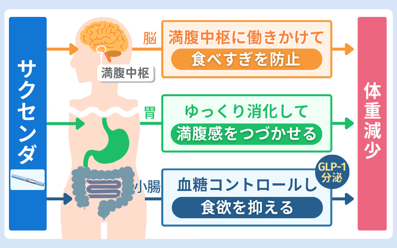 サクセンダ 効果